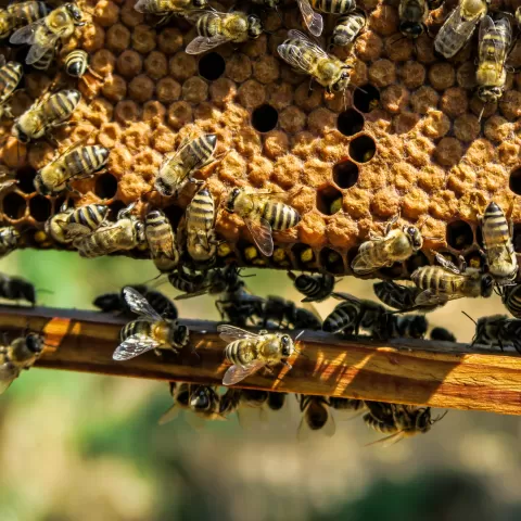 A colony of bees working on a wax comb. The bar for the frame can be seen in the middle of the image, also covered in bees.